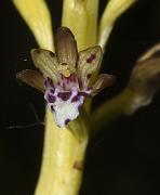 Spotted Coralroot Orchid, Corallorrhiza maculata